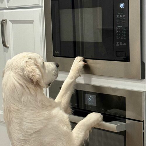 Dog using the microwave on Cookie Madness.