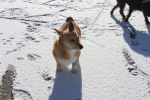 Corgi